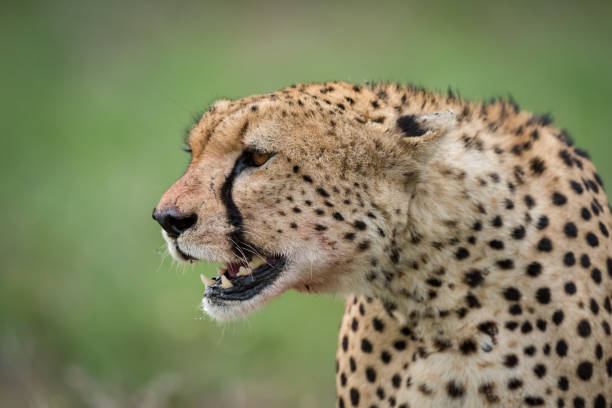 istock Close-up of cheetah head surrounded by flies 941128462