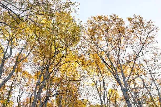 Up view of trees with autumn red, yellow orange foliage leaves isolated against sky in Harper's Ferry, West Virginia, WV
