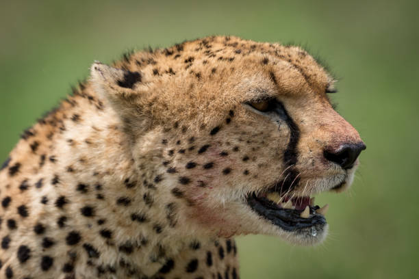 istock Close-up of cheetah sitting with mouth open 941130994