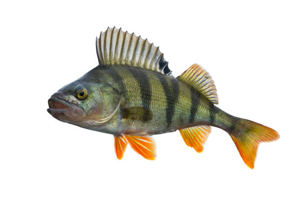 istock Perch fish trophy isolated on white background. Perca fluviatilis 941131770