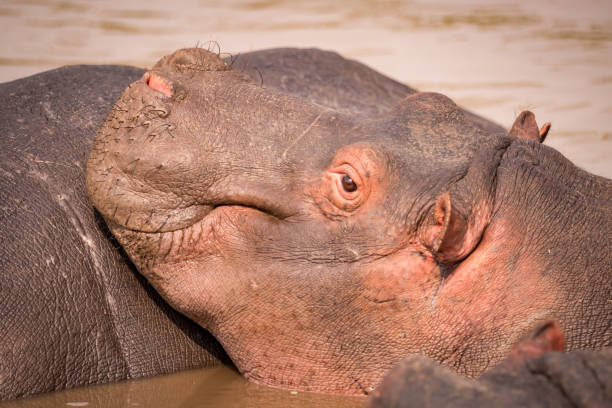 istock Close-up of hippopotamus on another in pool 941131856