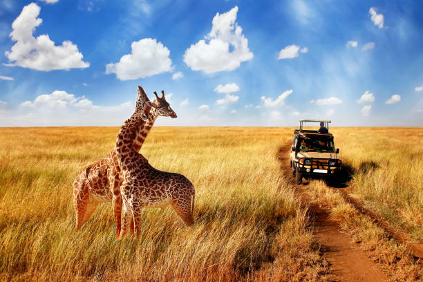 gruppe von wilden giraffen in der afrikanischen savanne gegen blauen himmel mit wolken in der nähe der straße. tansania. nationalpark serengeti. - safari animals safari giraffe animals in the wild stock-fotos und bilder