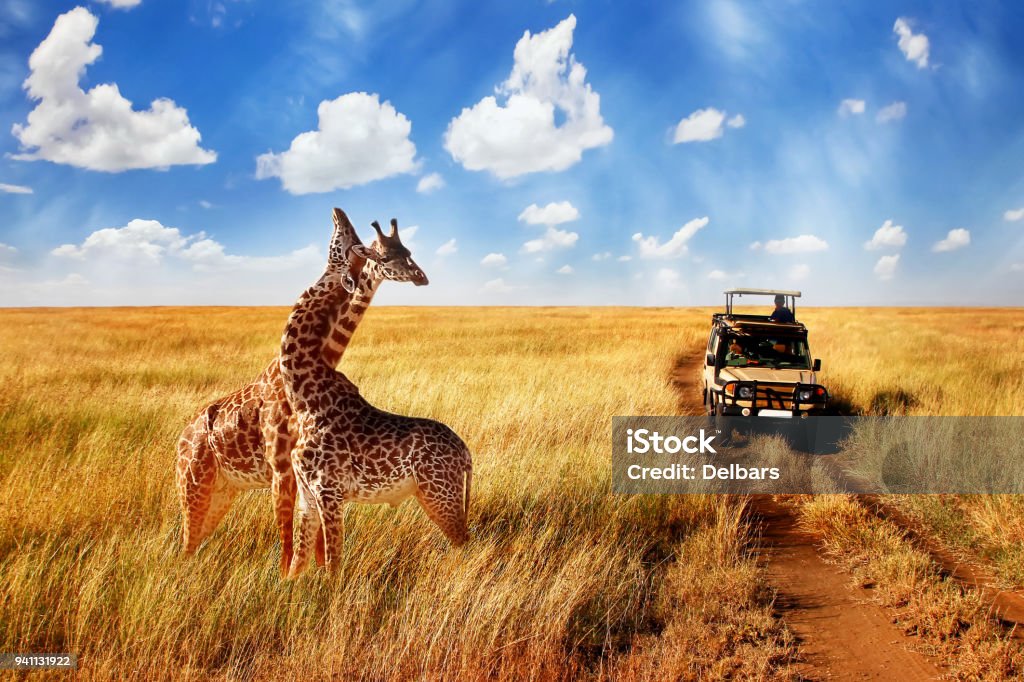 Group of wild giraffes in african savannah against blue sky with clouds near the road. Tanzania. National park Serengeti. Safari Stock Photo