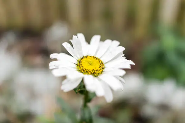 One white daisy chamomile flower wildflower macro closeup with rain water drops detail texture