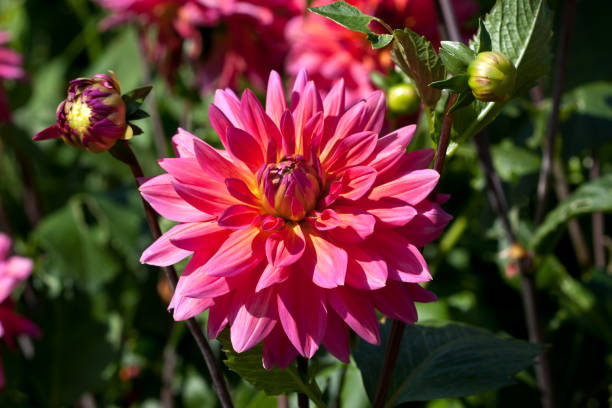 istock Dahlia  flower blooming at summer 941132460