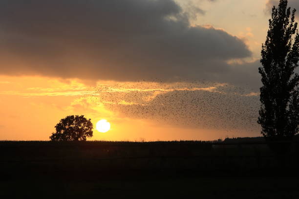 istock Star swarm in the sunset Germany 941132594
