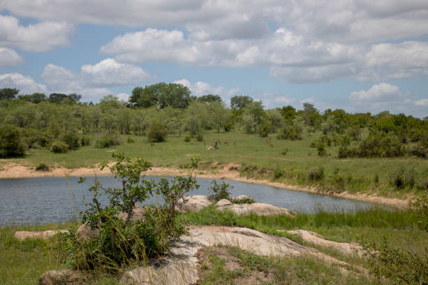 istock Animal life at Kruger Park's Safari 941132728