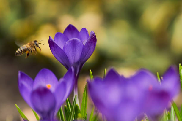 istock Bee flying near flowers with sun shine background 941132742