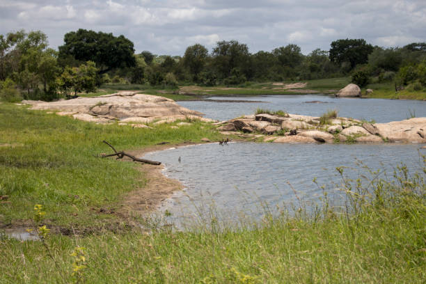 istock Animal life at Kruger Park's Safari 941132834