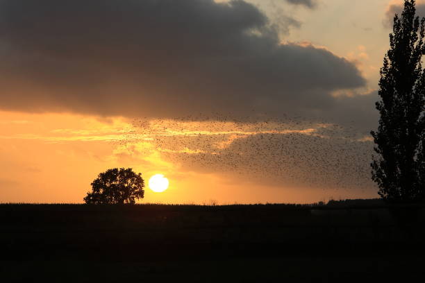 istock Star swarm in the sunset Germany 941132992
