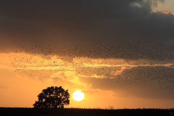 istock Star swarm in the sunset Germany 941133000