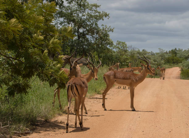 istock Animal life at Kruger Park's Safari 941133030