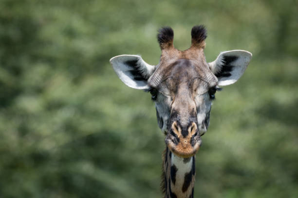 istock Close-up of Masai giraffe head against trees 941133206
