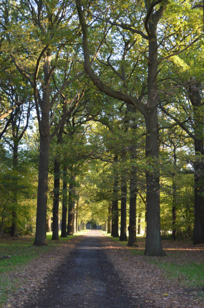 istock Autumn Trees near Ghent 941133230