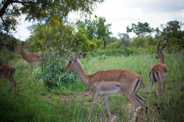 istock Animal life at Kruger Park's Safari 941133372