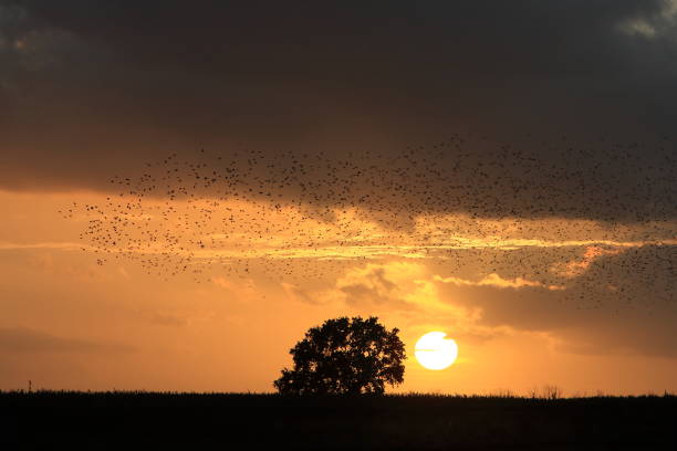 istock Star swarm in the sunset Germany 941133744