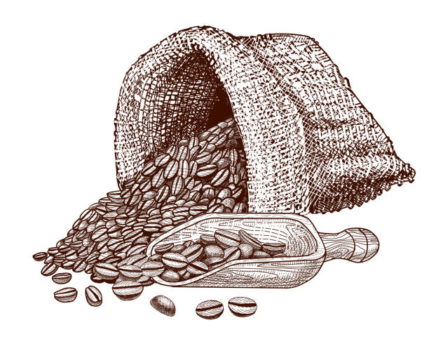 ziarna kawy i worek lub torba na kawę. ręcznie rysowana ilustracja wektorowa izolowana na biało. - coffee bag coffee bean canvas stock illustrations