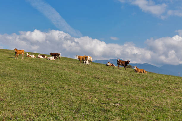 istock herd of cows grazing on a high hill pasture 941136198