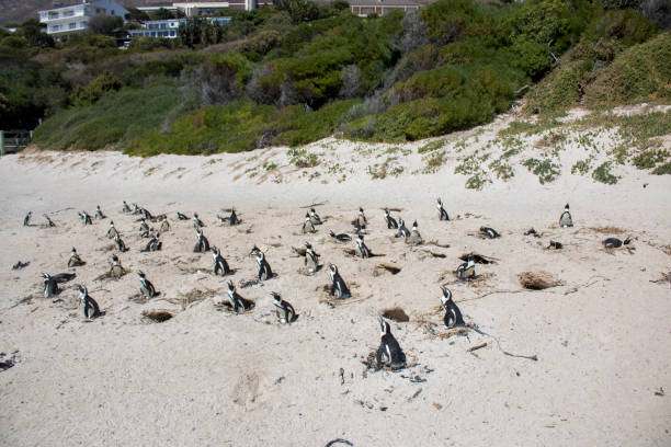 istock Cute penguins at the beach 941136478