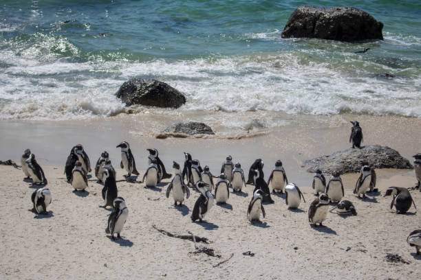 istock Cute penguins at the beach 941136684