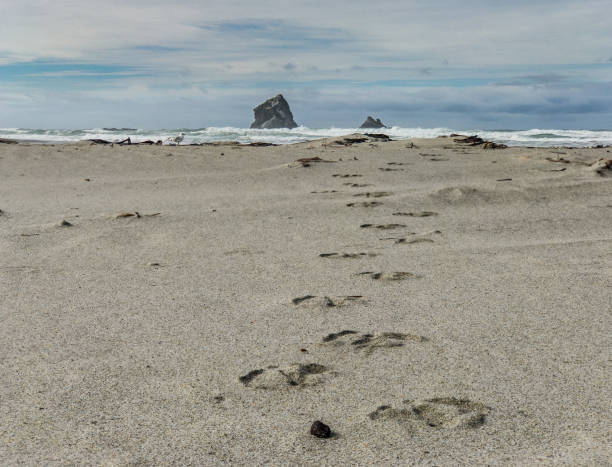istock Following a walking seagull on the Sandfly Bay beach in Dunedin 941137422