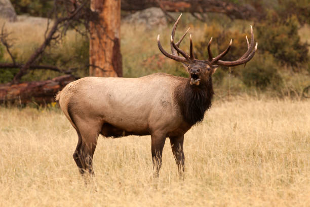 A large bugling bull elk with sharp antlers walks in Moraine Park during the fall rut in Rocky Mountain National Park, Colorado.