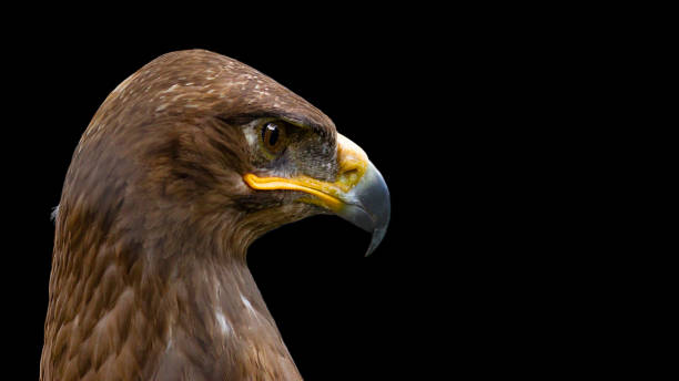 Steppe eagle, Aquila nipalensis, portrait on the black background Steppe eagle, Aquila rapax nipalensis, accipitriformes, is looking on the right side and posing on isolated black background steppe eagle aquila nipalensis detail of eagles head stock pictures, royalty-free photos & images