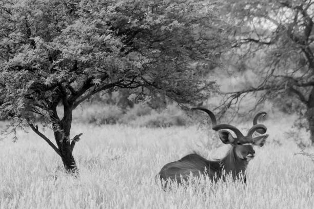 istock Kudu in the shade 941140630