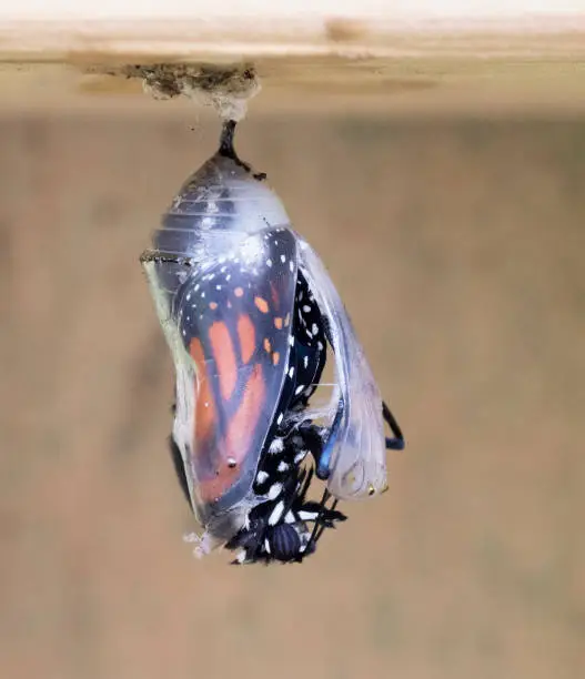 Black, orange, and white monarch butterfly is partially emerging from its clear chrysalis on a blurred wood fence.