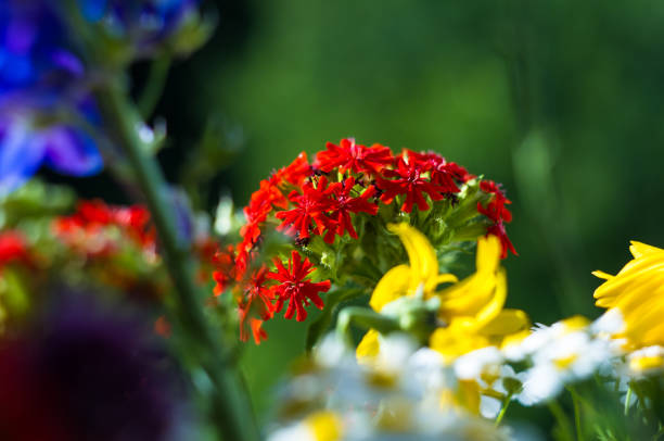 a colorful bouquet of bright spring flowers of various types, close-up