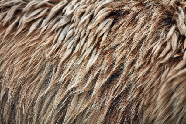 istock Brown bear (Ursus arctos) fur texture. Wild life animal 941143842
