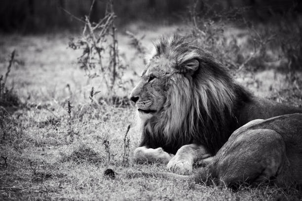 istock Beautiful Lion. Caesar in the savanna. scorched grass 941143946