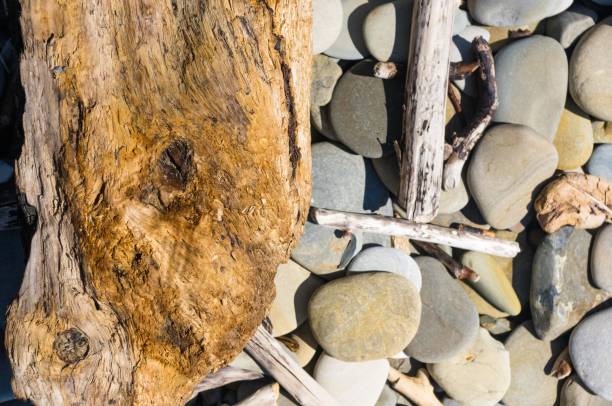 istock driftwood, washed up by the sea on a pebble beach 941144032
