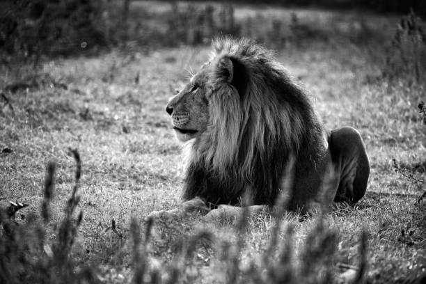 istock Beautiful Lion. Caesar in the savanna. scorched grass 941144170