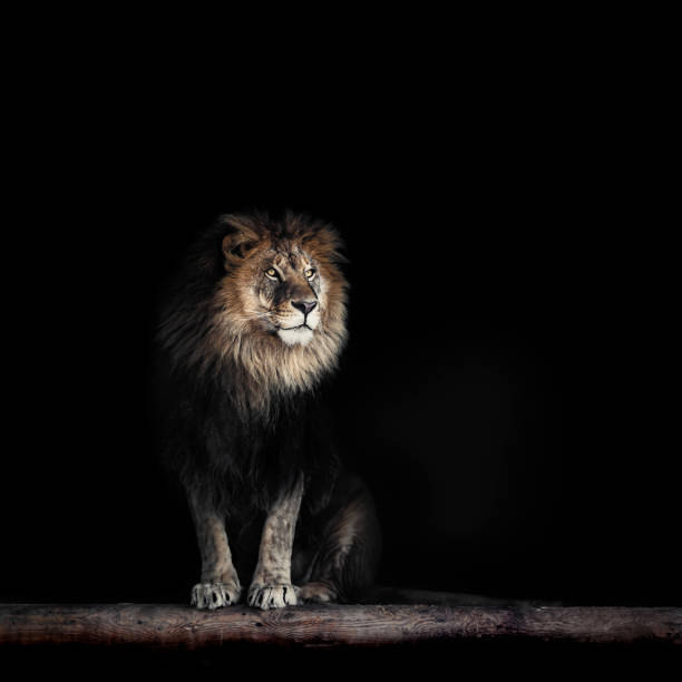 портрет прекрасного льва, льва в темноте - lion africa undomesticated cat portrait стоковые фото и изображения