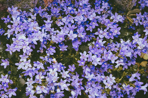 Purple flowers garden background