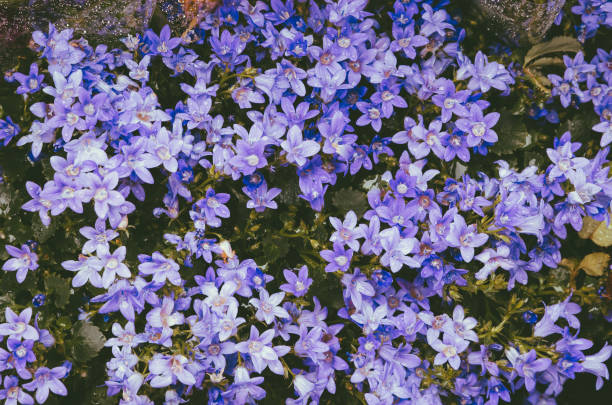 Beautiful bellflower  bouquet Beautiful bellflower  bouquet campanula nobody green the natural world stock pictures, royalty-free photos & images