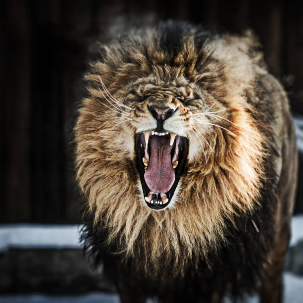Portrait of a Beautiful lion