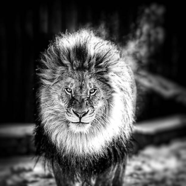 Family of African Lions