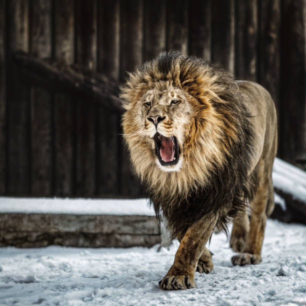 An adult male lion with full furry mane, looking straight at the camera. A close-up head and shoulder animal portrait of the ferocious, dignified, stately king of the jungle.
