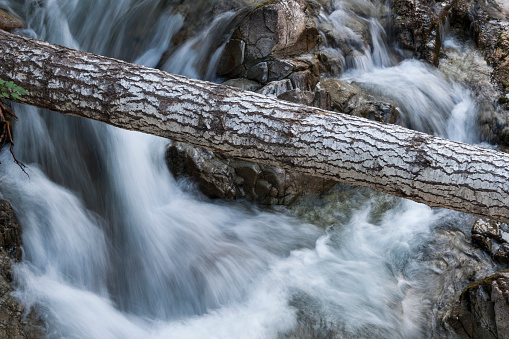 Fallen tree log lodged in a waterfall in Little Qualicum, Campbell River, Vancouver Island, British Colombia, Canada