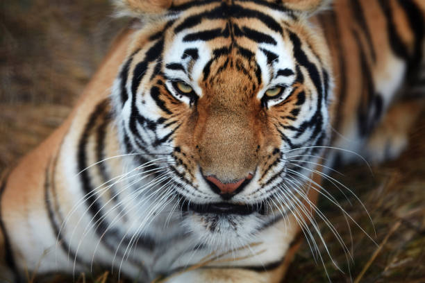 istock Tiger, portrait of a tiger 941144624