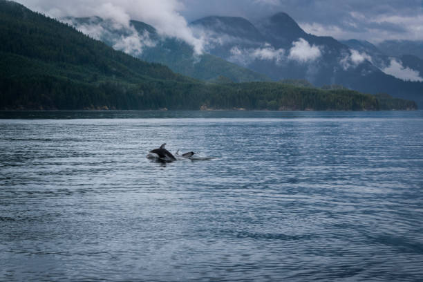 istock Dolphins frolicking in Pacific Ocean 941144646