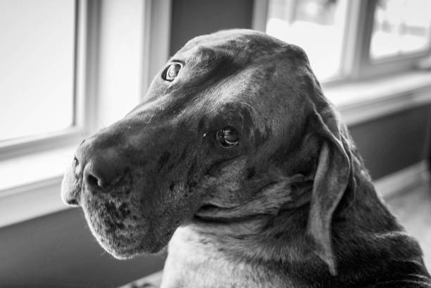 istock Sad look of a Great Dane 941144722