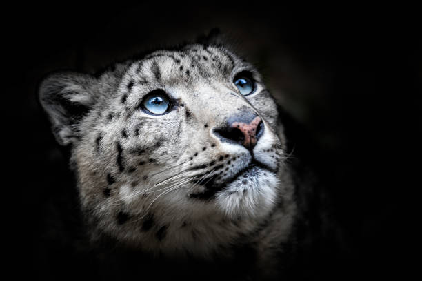 Face portrait of snow leopard - Irbis (Panthera uncia)