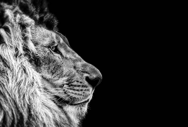 portrait d’un beau lion, chat dans le profil de lion en noir - lion mane strength male animal photos et images de collection