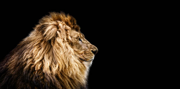 ritratto di un bel leone, gatto di profilo, leone al buio - lion africa undomesticated cat portrait foto e immagini stock