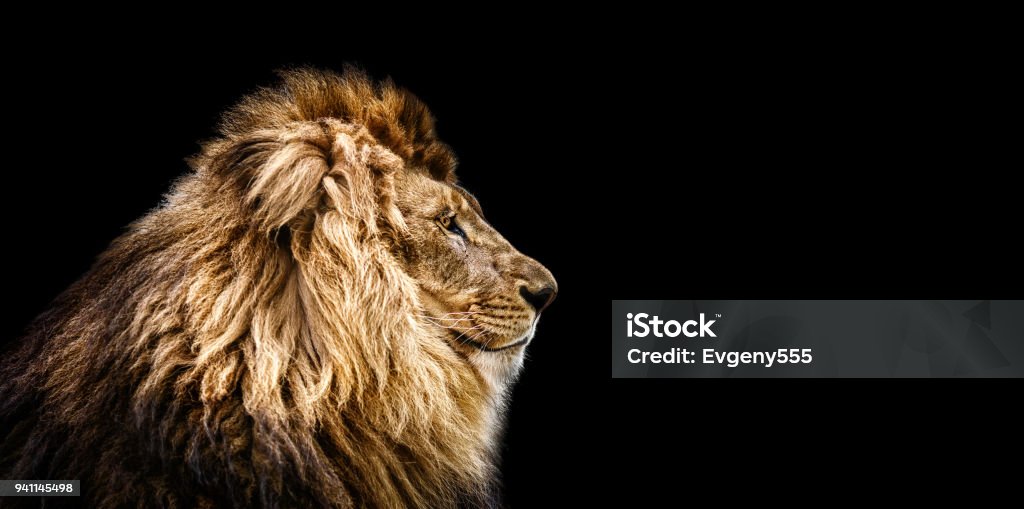 Portrait of a Beautiful lion, Cat in profile, lion in dark Lion - Feline Stock Photo
