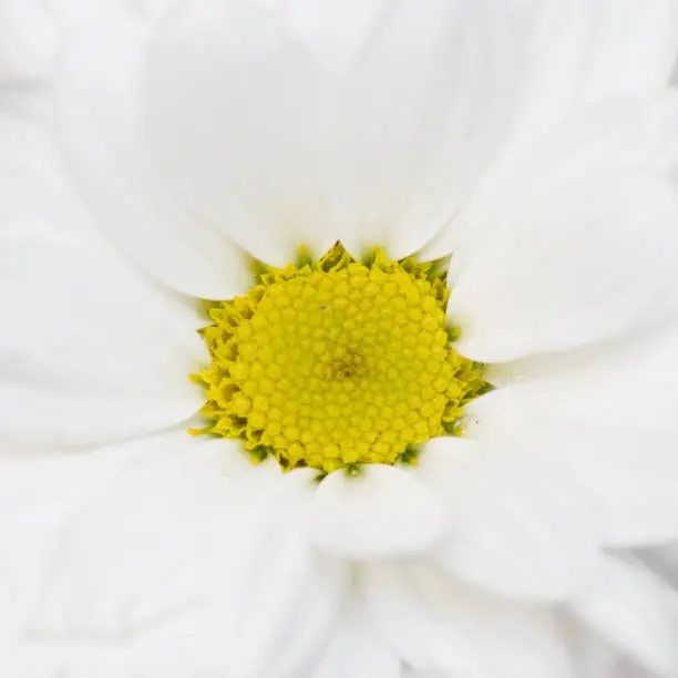White flower chrysanthemum, chamomile. white petals