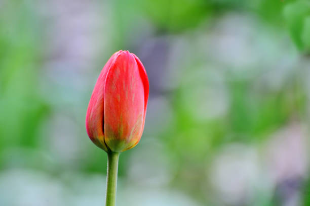 istock Tulip Flower in Garden. 941145704